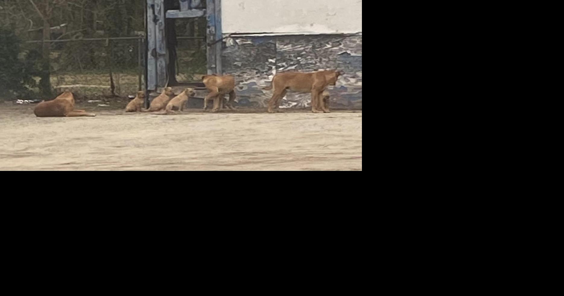 Kinston City Council adopts new animal control agreement. Here's what we know Local News