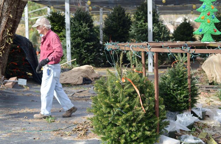 O' Christmas tree, O' Christmas tree Local News
