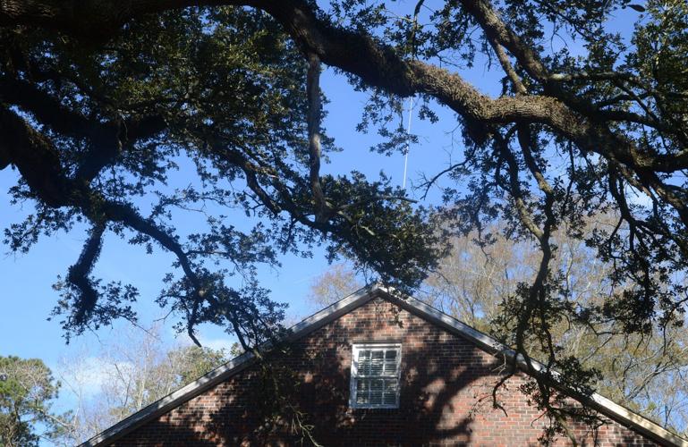 PHOTOS Live Oak tree Local News