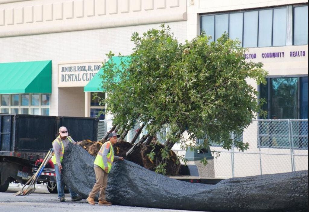Photos Trees arrive from North to Blount Local News