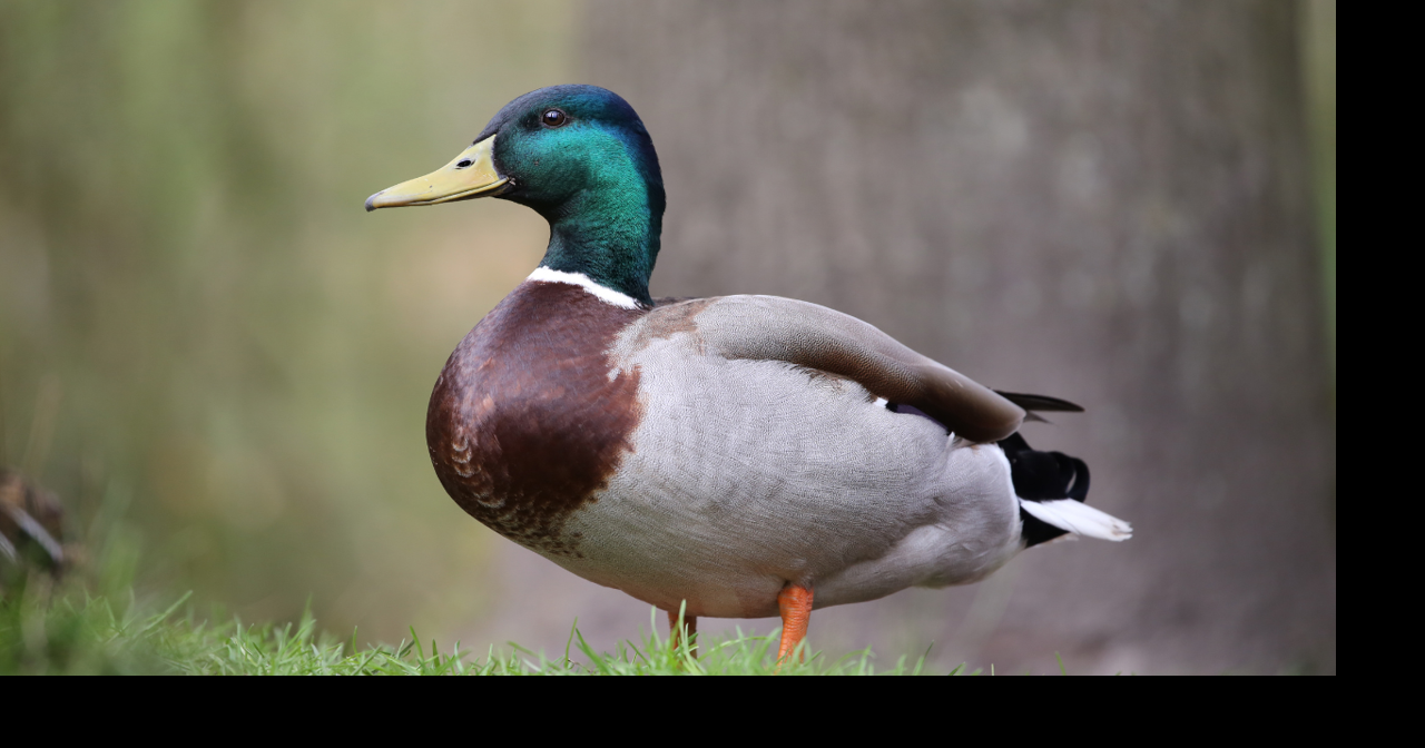 $50,000 pump theft reduces duck habitat in Conway County, Arkansas