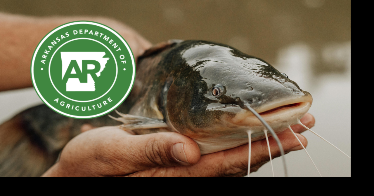 Arkansas Catfish Promotion Board funds research, marketing projects