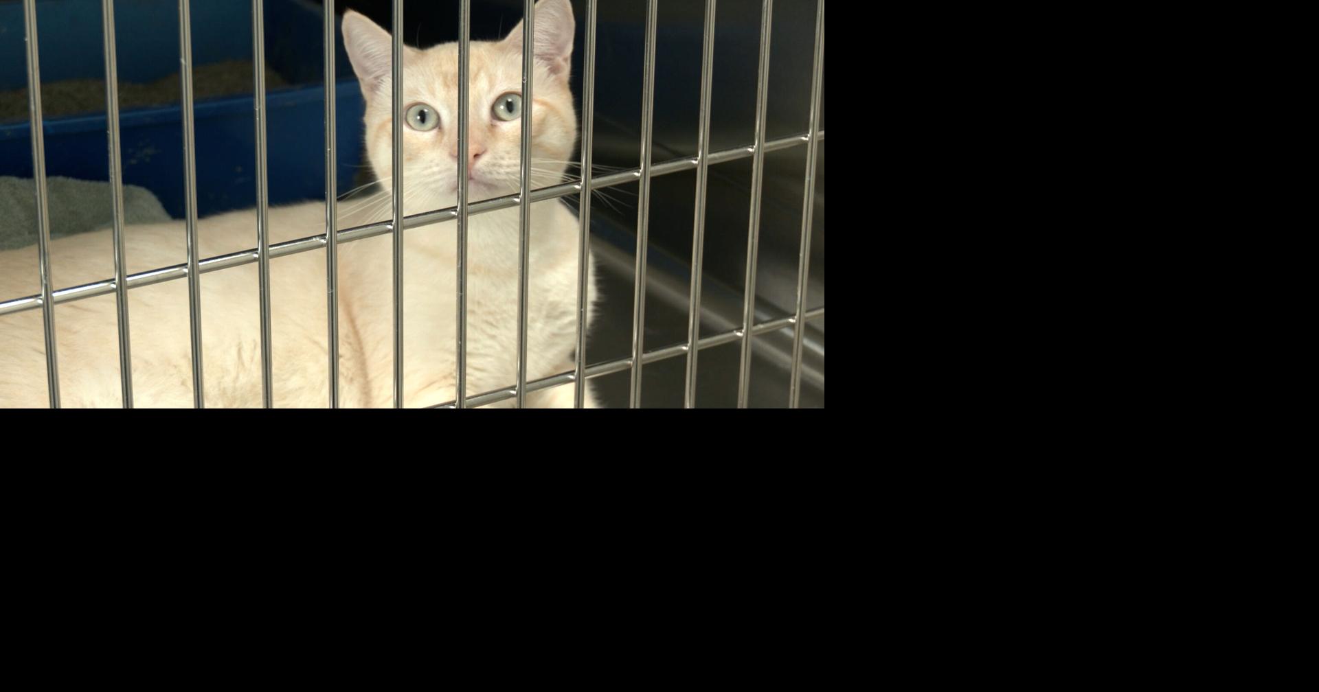 Northeast Arkansas vets, Humane Society warn of deadly Bobcat Fever