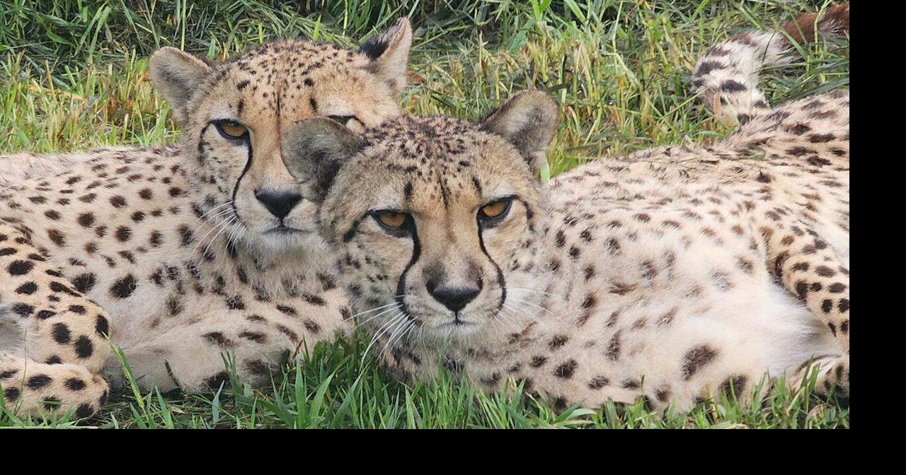 Four cheetah brothers settle into new home at Little Rock Zoo