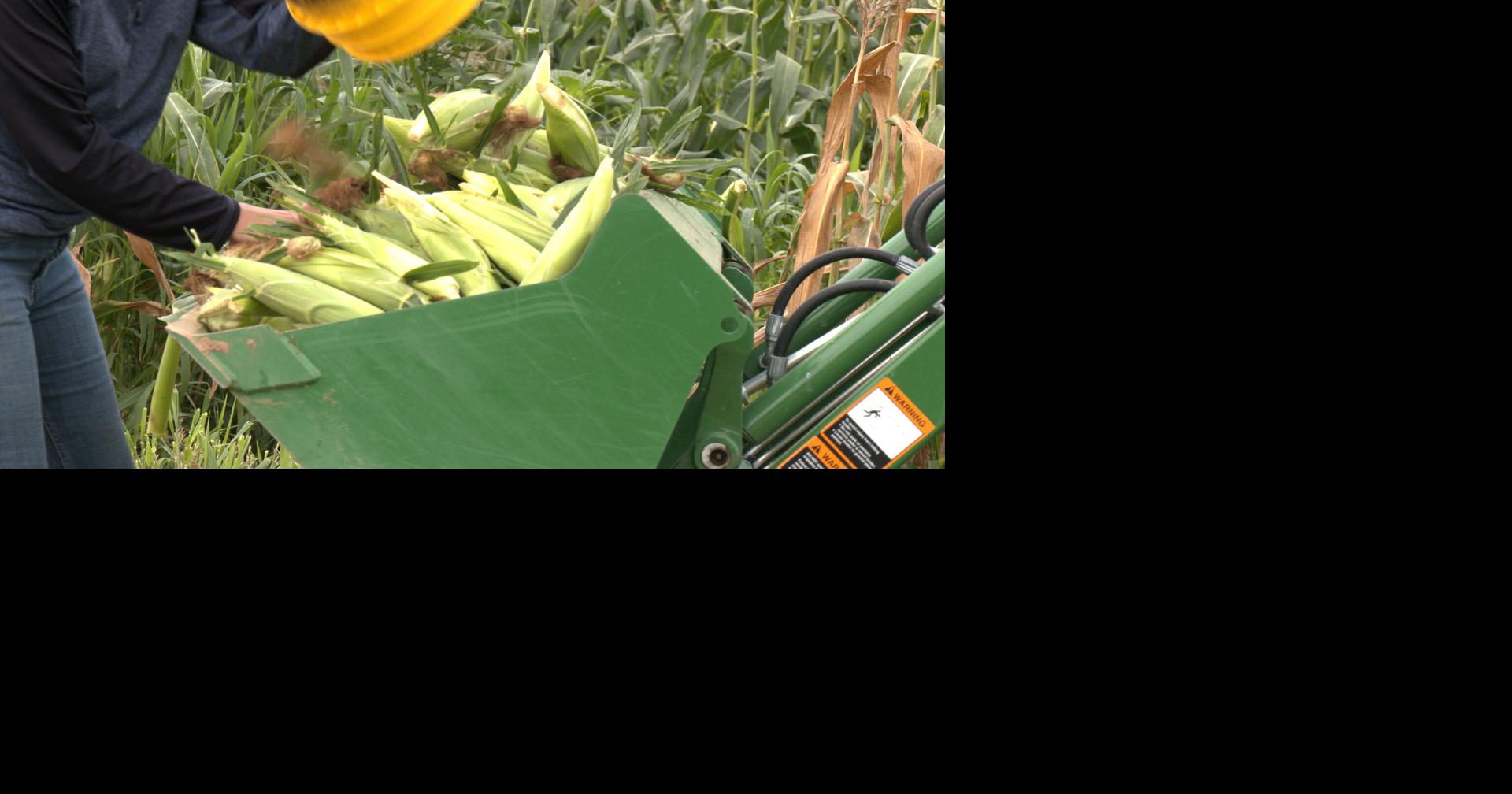 Volunteers harvest corn to fight hunger in Northeast Arkansas | Local ...