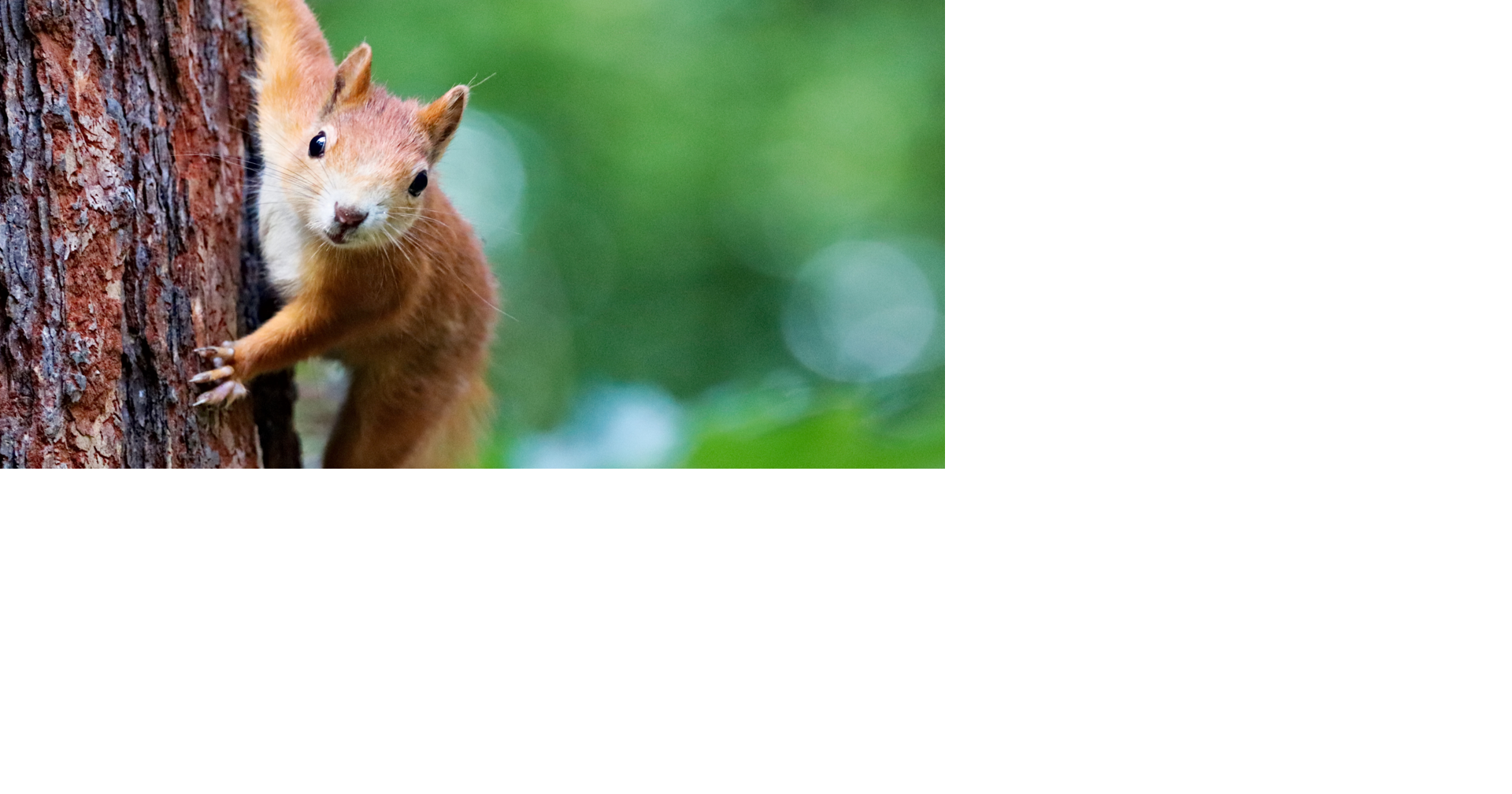 SQUIRREL! Arkansas opens hunting season until February 2025 Homepage