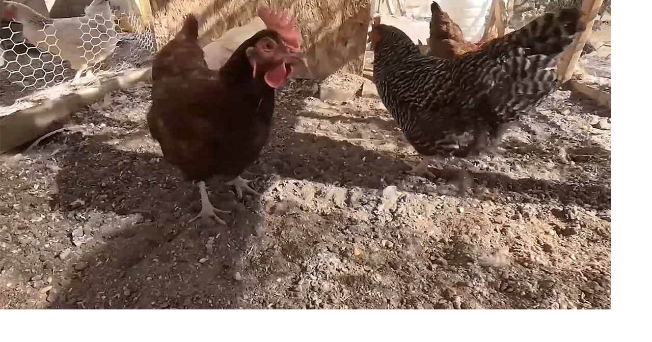 Arkansas confirms first bird flu case of season in backyard poultry flock