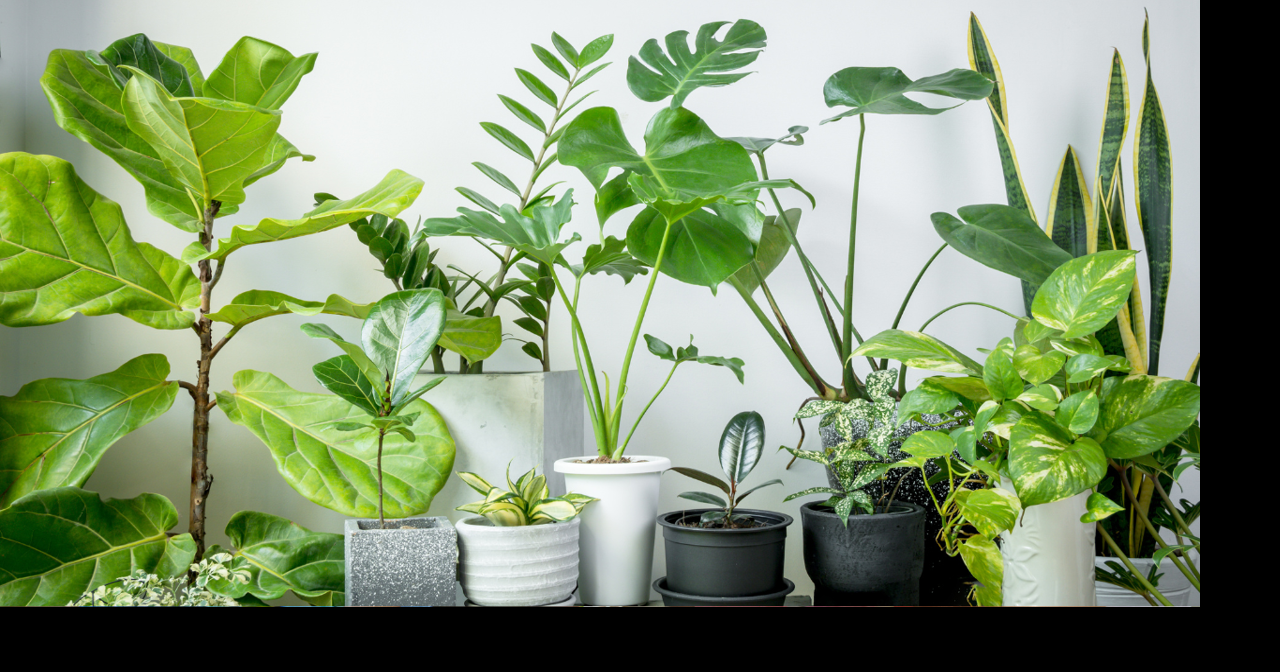 Master Gardeners to host free plant swap at Jonesboro library