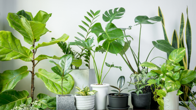 Master Gardeners to host free plant swap at Jonesboro library | Local &  State News | kjnbtv.com