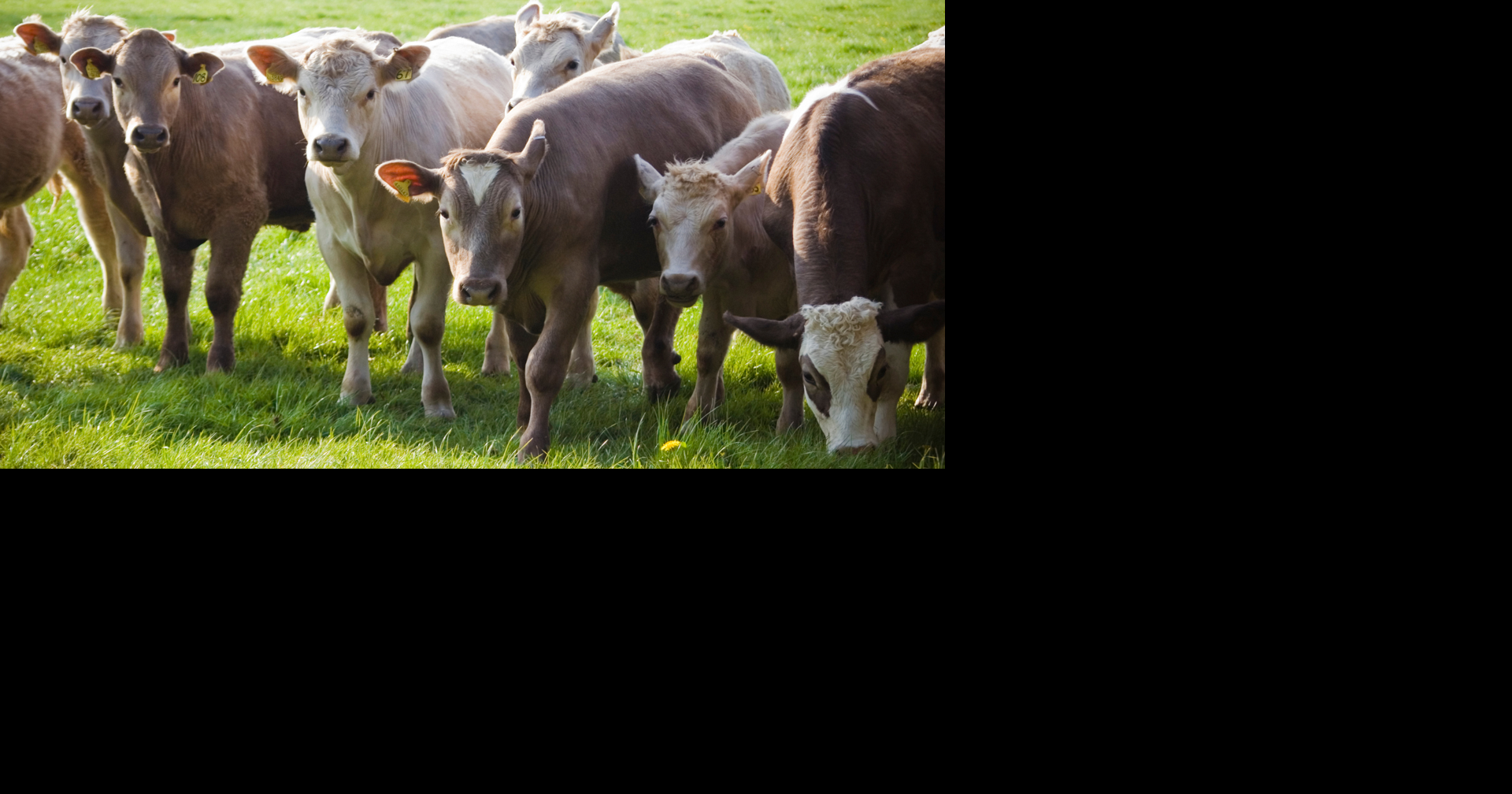 Arkansas urges livestock vigilance amid screwworm cases in U.S.
