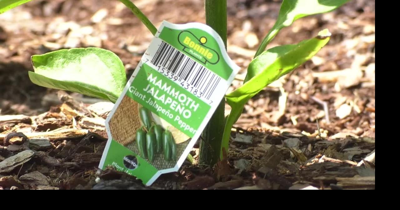 Homeowner starts garden to fight inflation, high food prices | Homepage ...