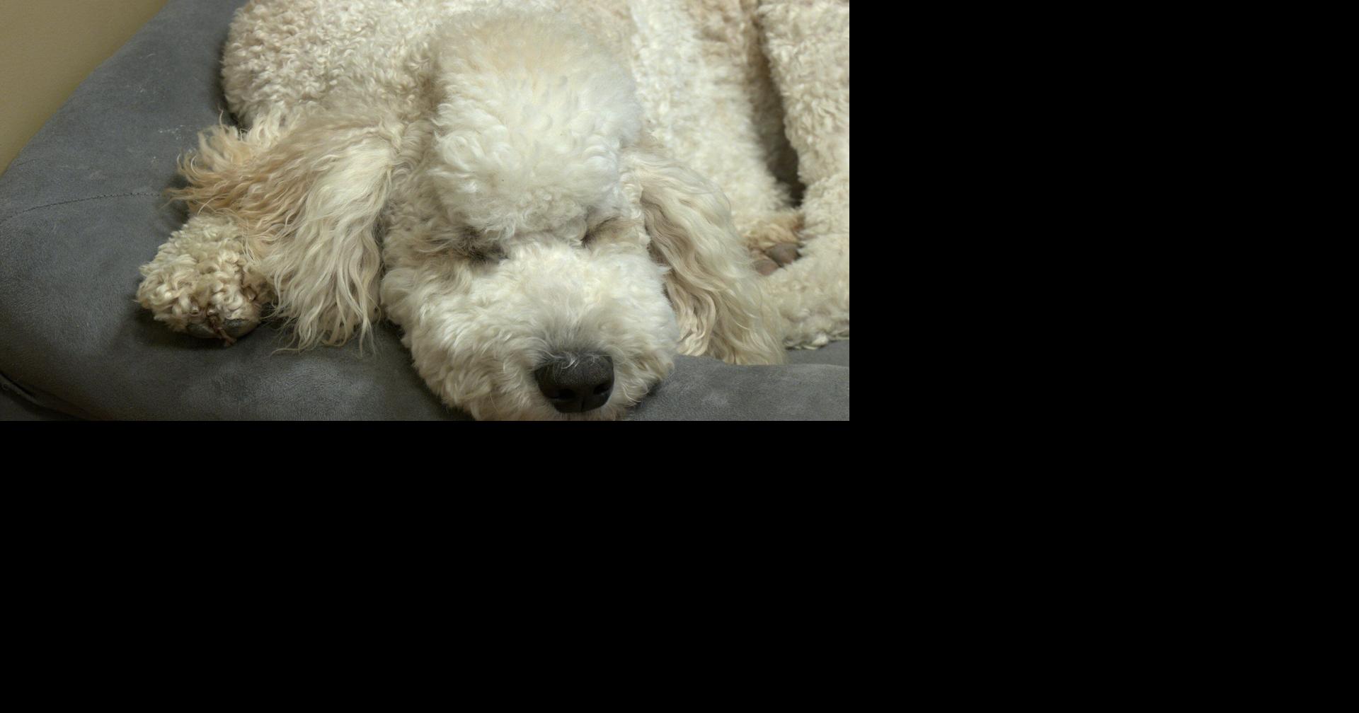 How to protect your pets as winter storms hit northeast Arkansas