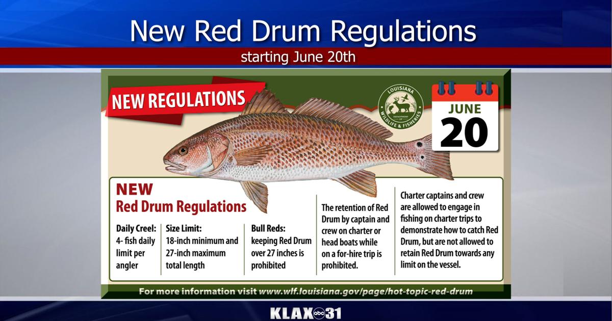 Red Fish Limit Louisiana's redfish limits changing | News | klax-tv.com