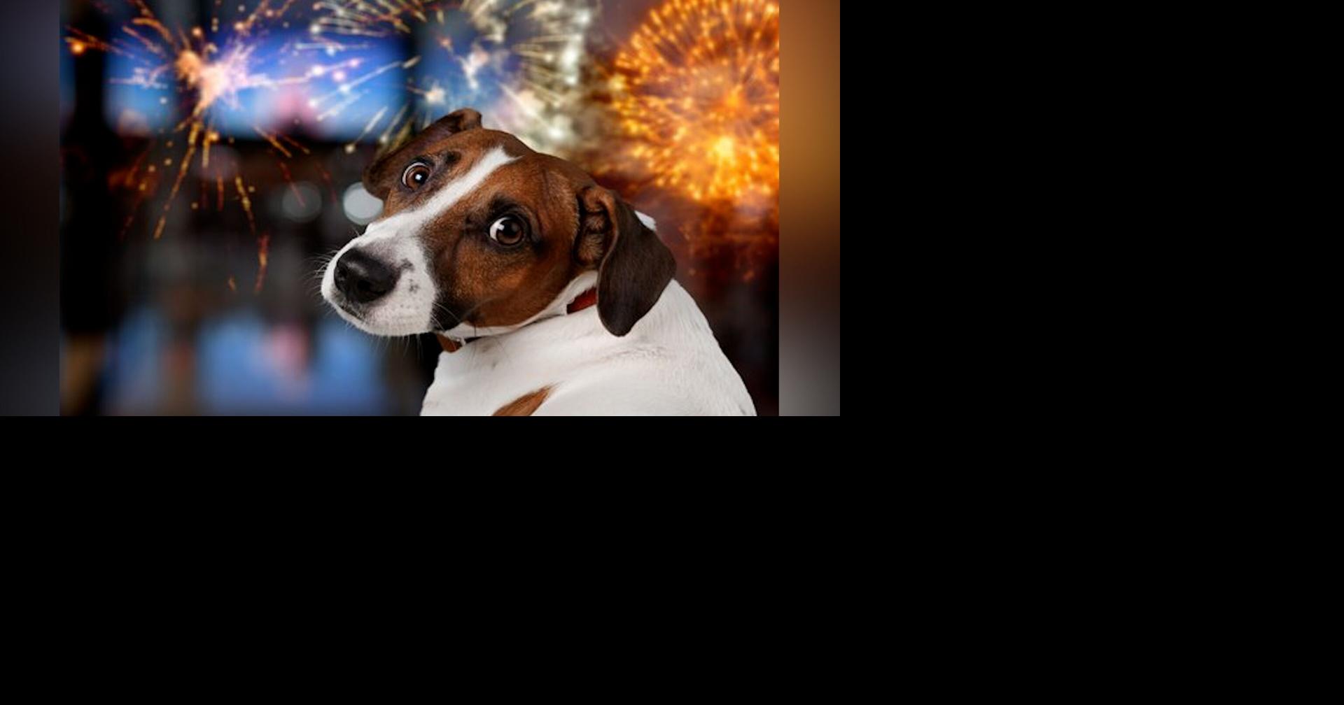Humane Society of Louisiana Urges Pet Owners to Protect Their Pets This Holiday Season. Fireworks and Pets Don’t Mix