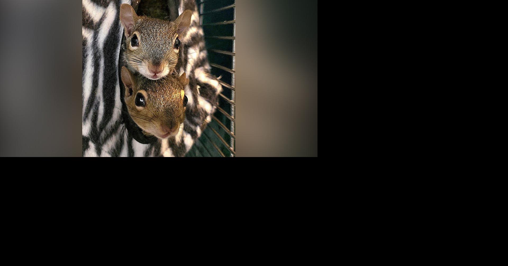 Humane Society Awards Cash Prizes to Licensed Wildlife Rehabilitators, $2600 Will be distributed to 13 rehabbers