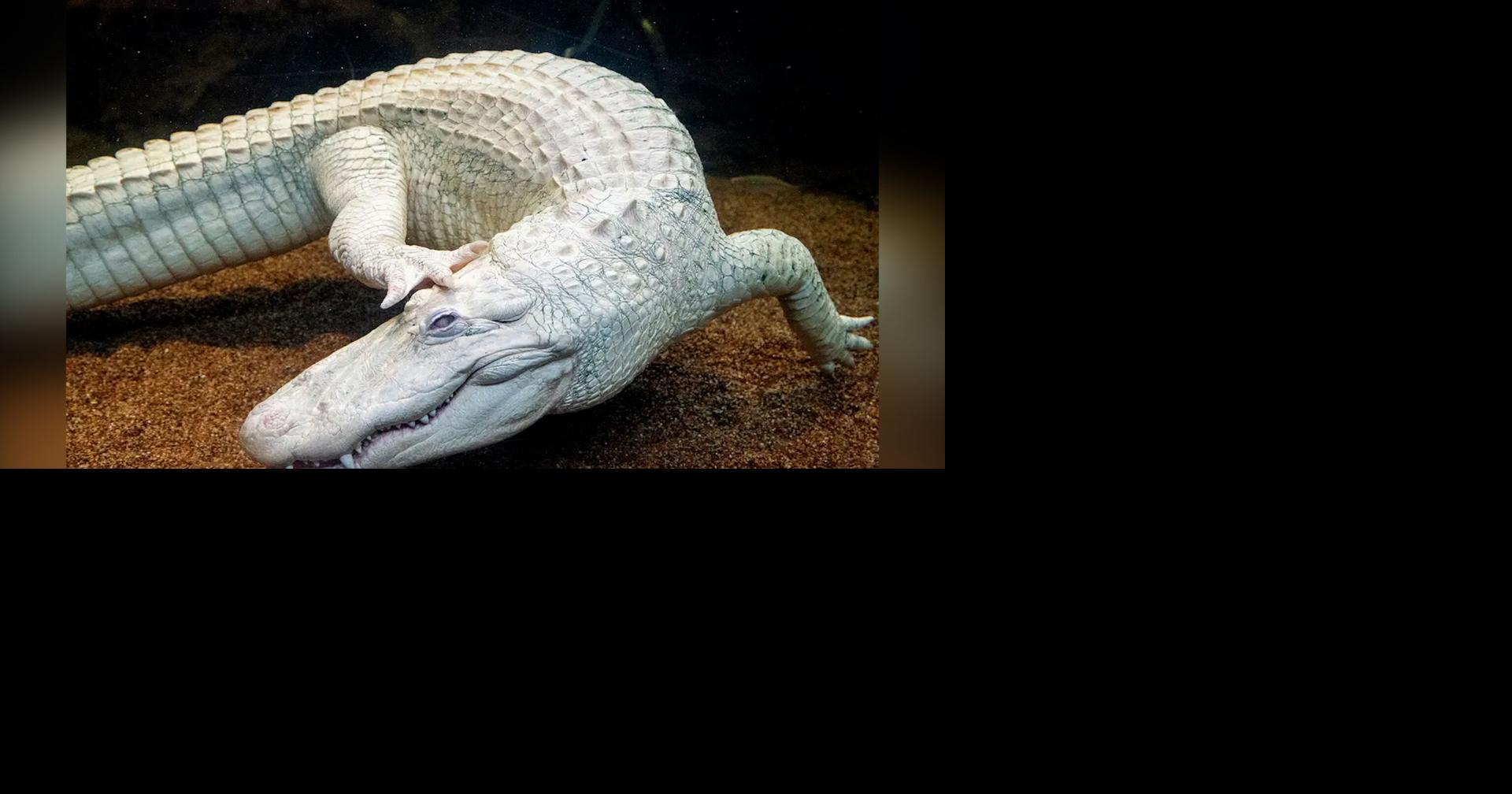 Claude the alligator, born in a Louisiana swamp, dies a San Francisco icon