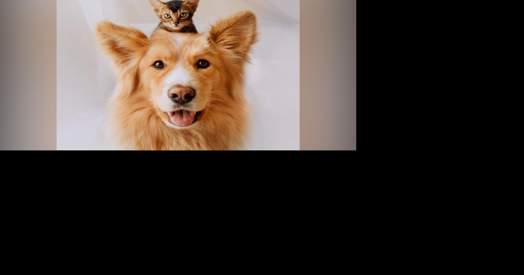 Humane Society of Louisiana Declares Saturday, November 8th to be "Be Kind to Animals Day!" Group Urges Louisiana Residents to Do a Kind Deed!