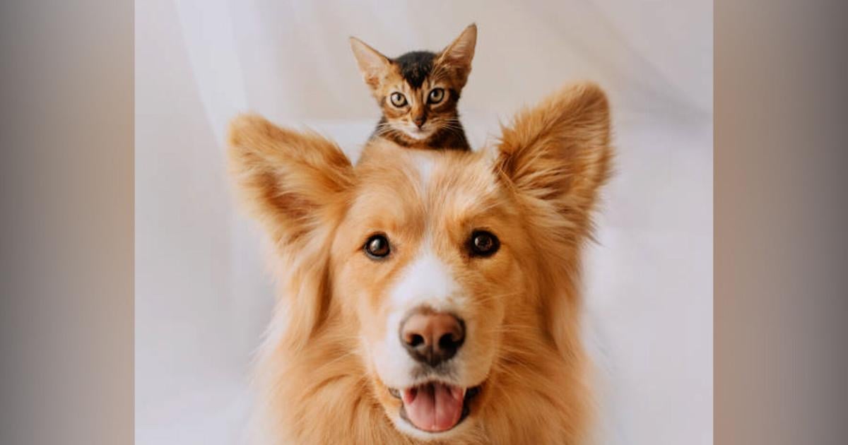 Humane Society of Louisiana Declares Saturday, November 8th to be "Be Kind to Animals Day!" Group Urges Louisiana Residents to Do a Kind Deed!
