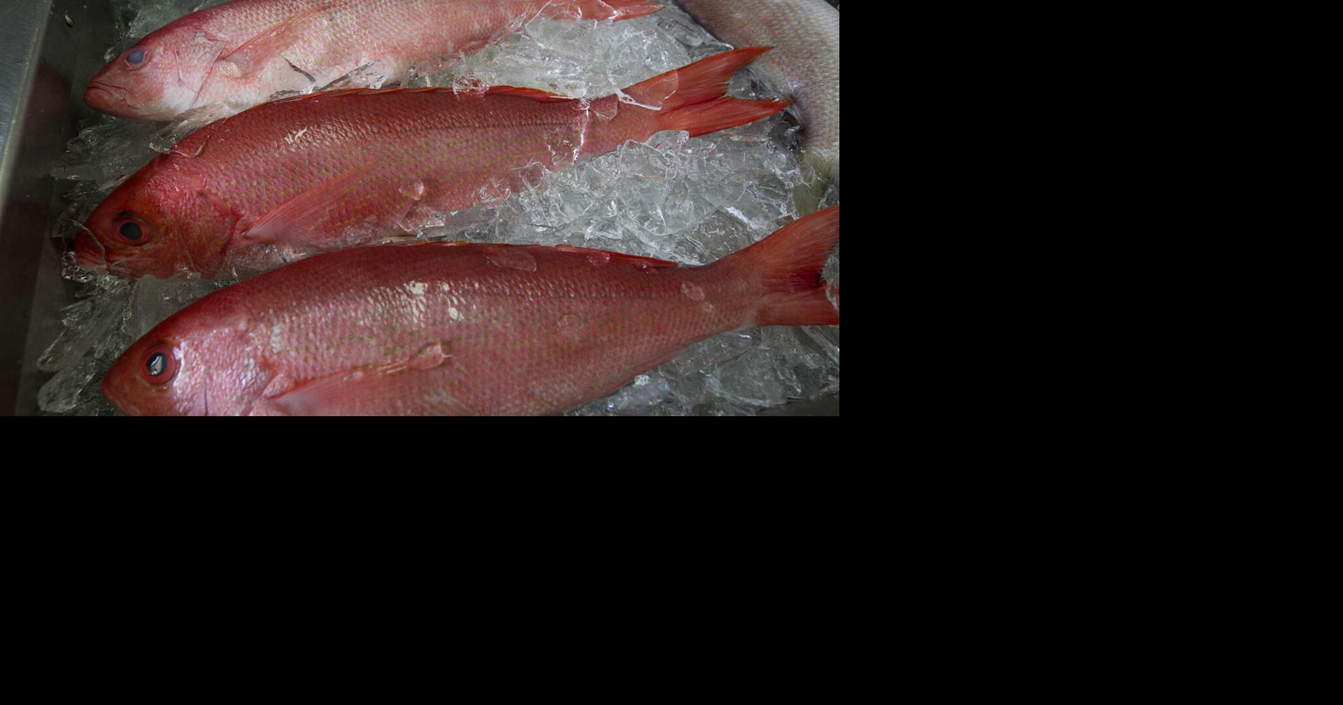 U.S. Senators Urge Crackdown on Mexican Cartels Stealing Gulf Red Snapper, Advocate for Louisiana Fishermen