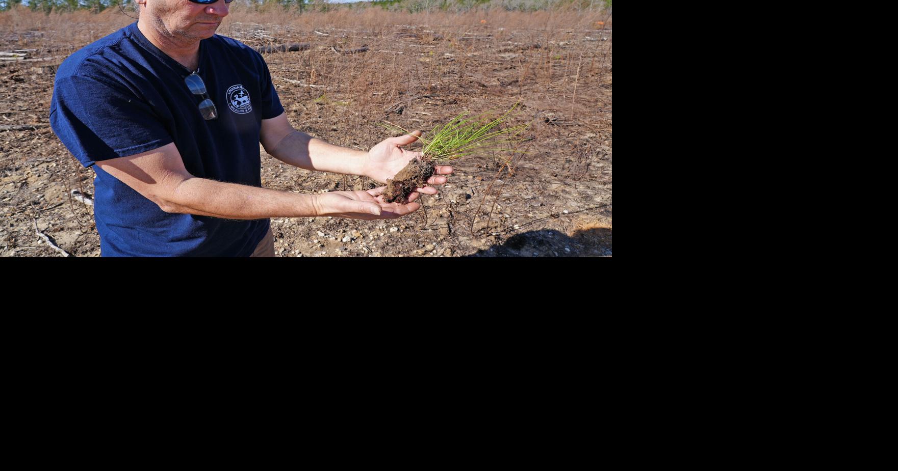 LDWF, Louisiana State Parks Partner to Plant Longleaf Seedlings At Bogue Chitto State Park