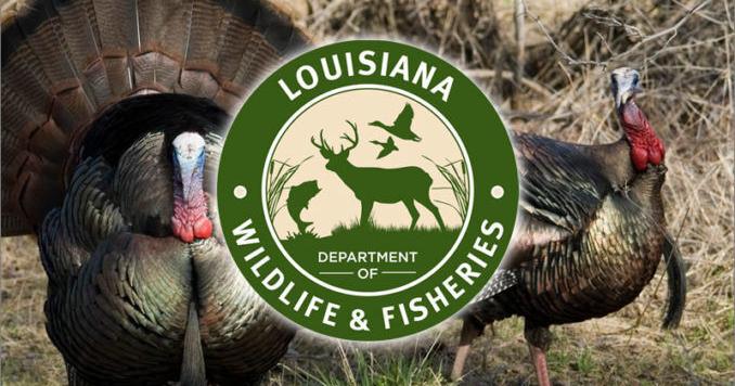 2026 Louisiana Turkey Season Produces Record Harvest, LDWF Announces