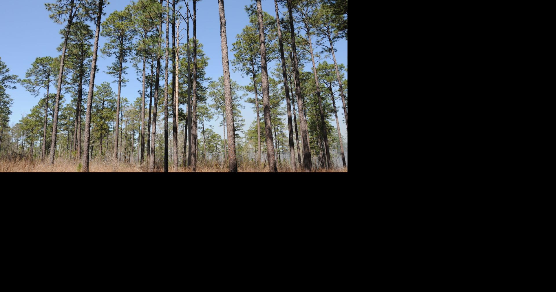 Bill Introduced to Help Louisiana Forest Landowners Recover After Natural Disasters