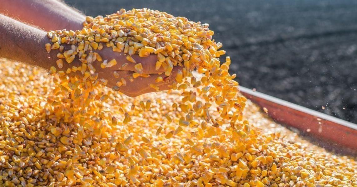 Nicaragua autoriza importación de maìz libre de impuestos