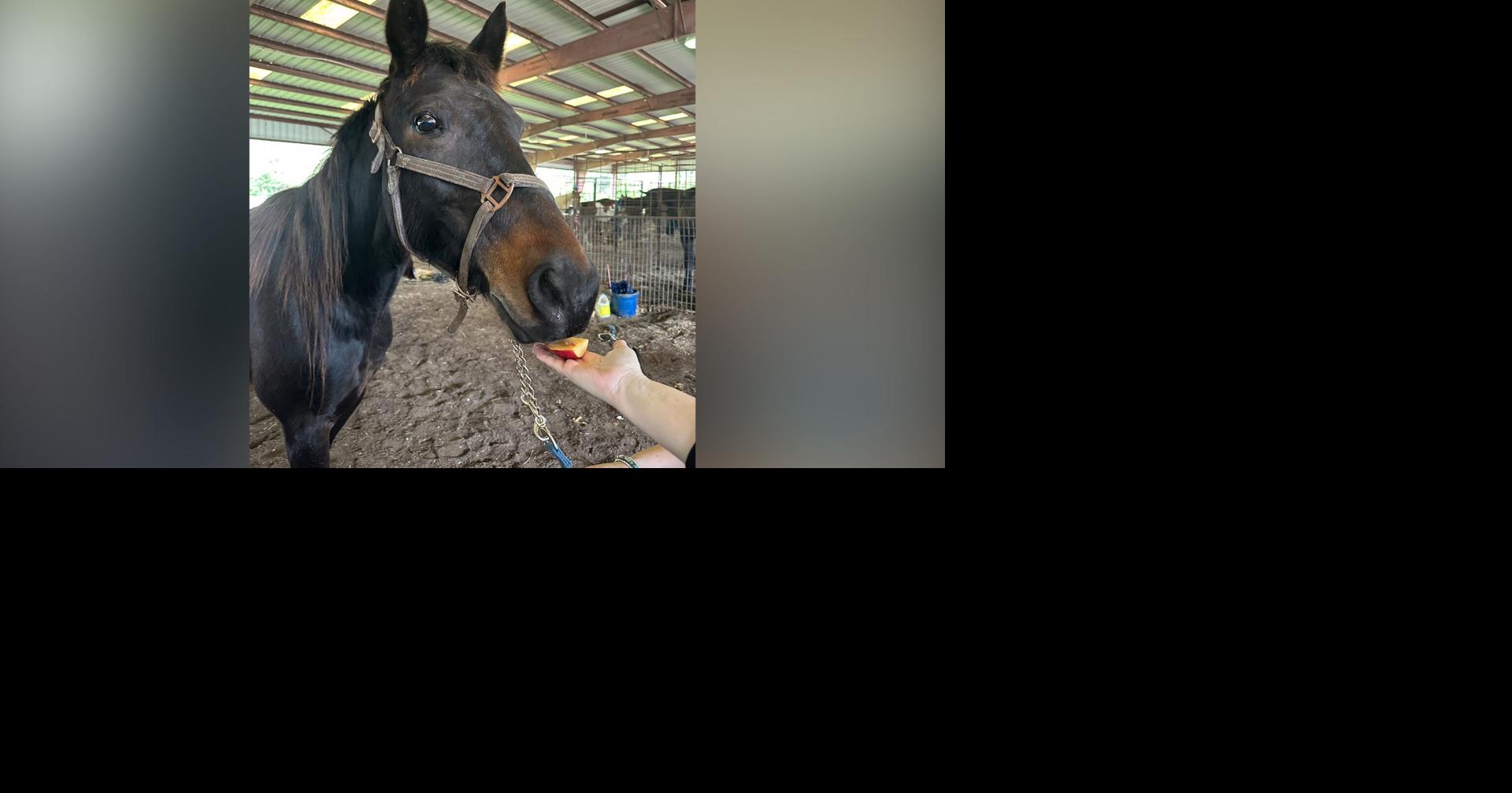 The Humane Society of Louisiana Launches 2026 Mardi Gras Horse Adoption Program to Protect Parade Horses from Uncertain Futures