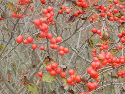 These bright red berries are all - Alabama's wild plants