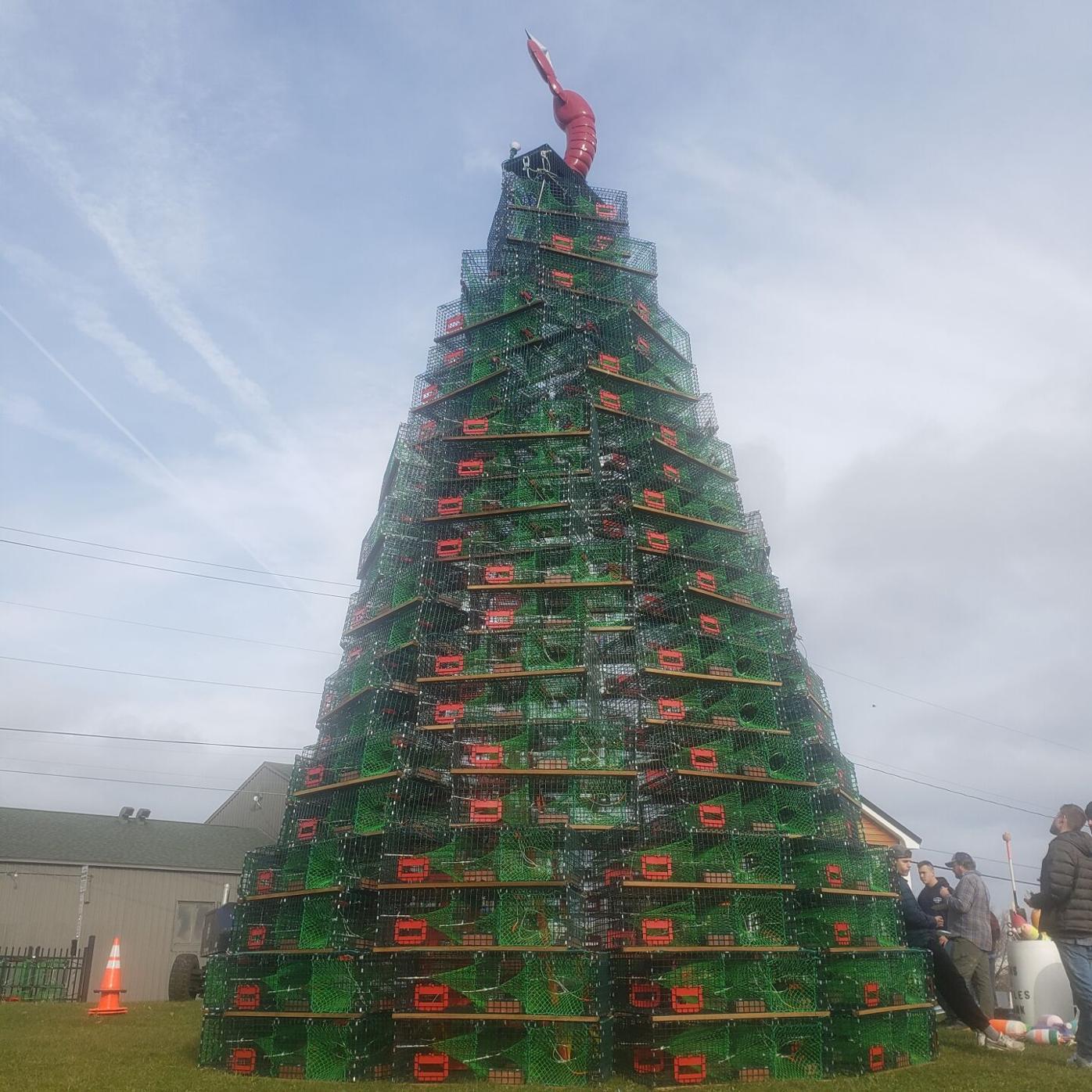 Lobster Trap Tree takes shape in Rockland, News