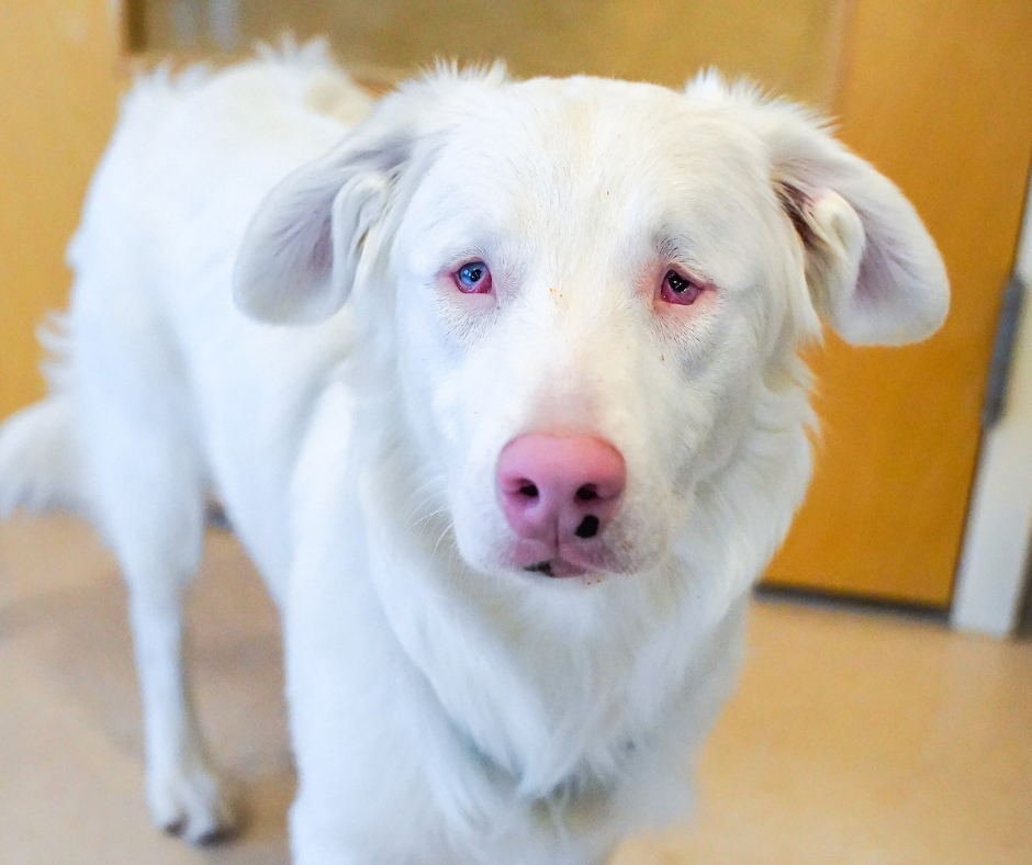 Sweet, Deaf Dog Has Spent More Than 400 Days in a Maine Shelter