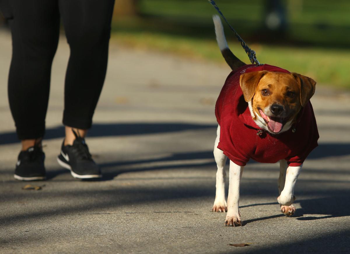 Barktoberfest 07.JPG