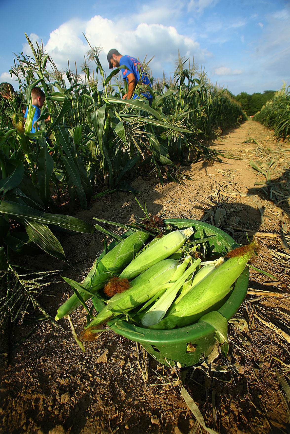 It's a good year for sweet corn crop in southern Indiana | State News