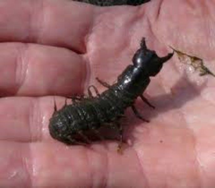 hellgrammite bait