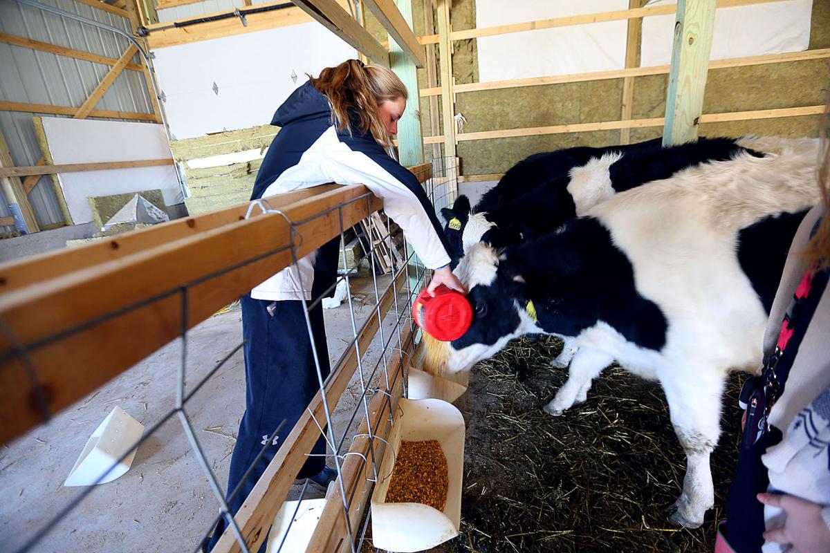 School to table: Maconaquah class raises cattle, veggies ...
