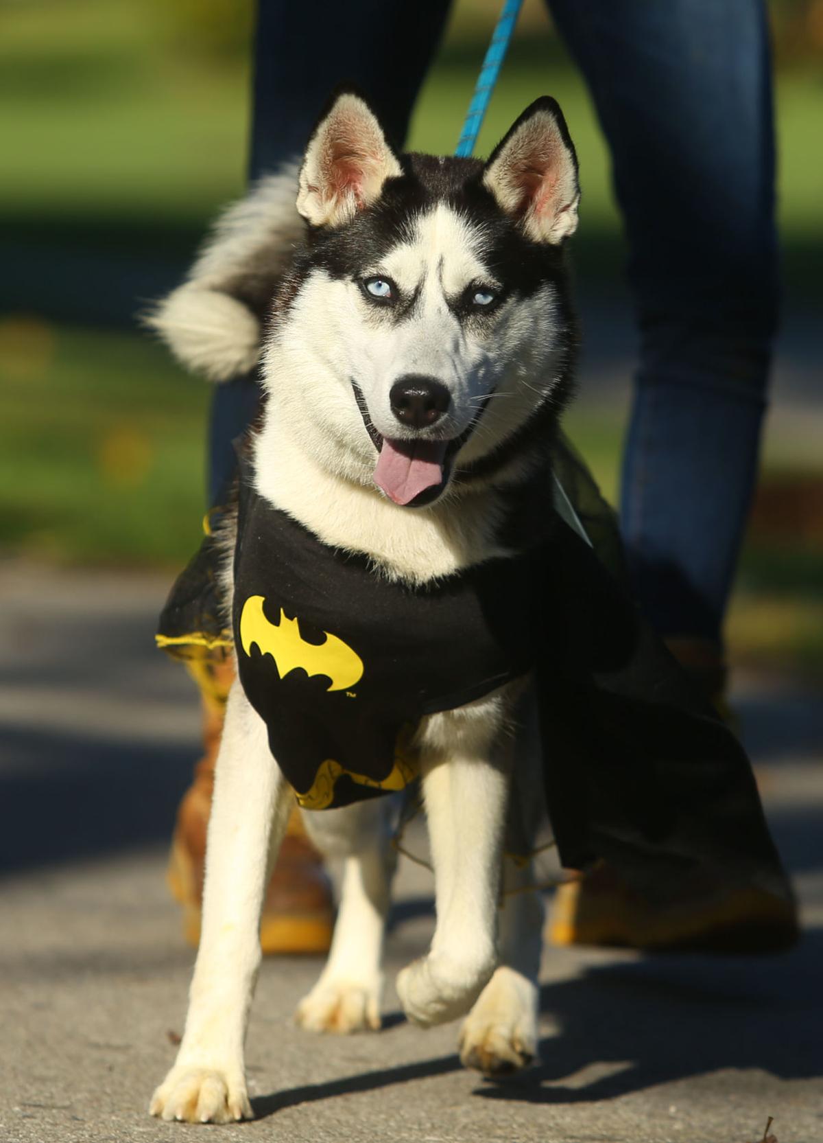 Barktoberfest 10.JPG