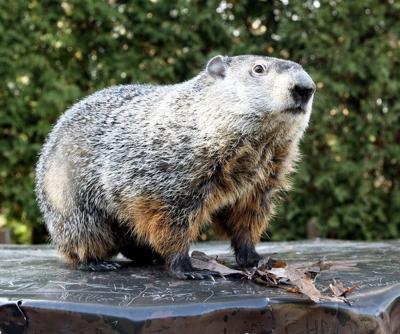 Sheryl Myers Woodchucks Really Don T Chuck Wood Columns