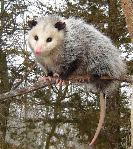 Opossum Caught in a Glue Trap Has a Second Chance