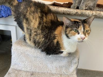 Pet of the Week