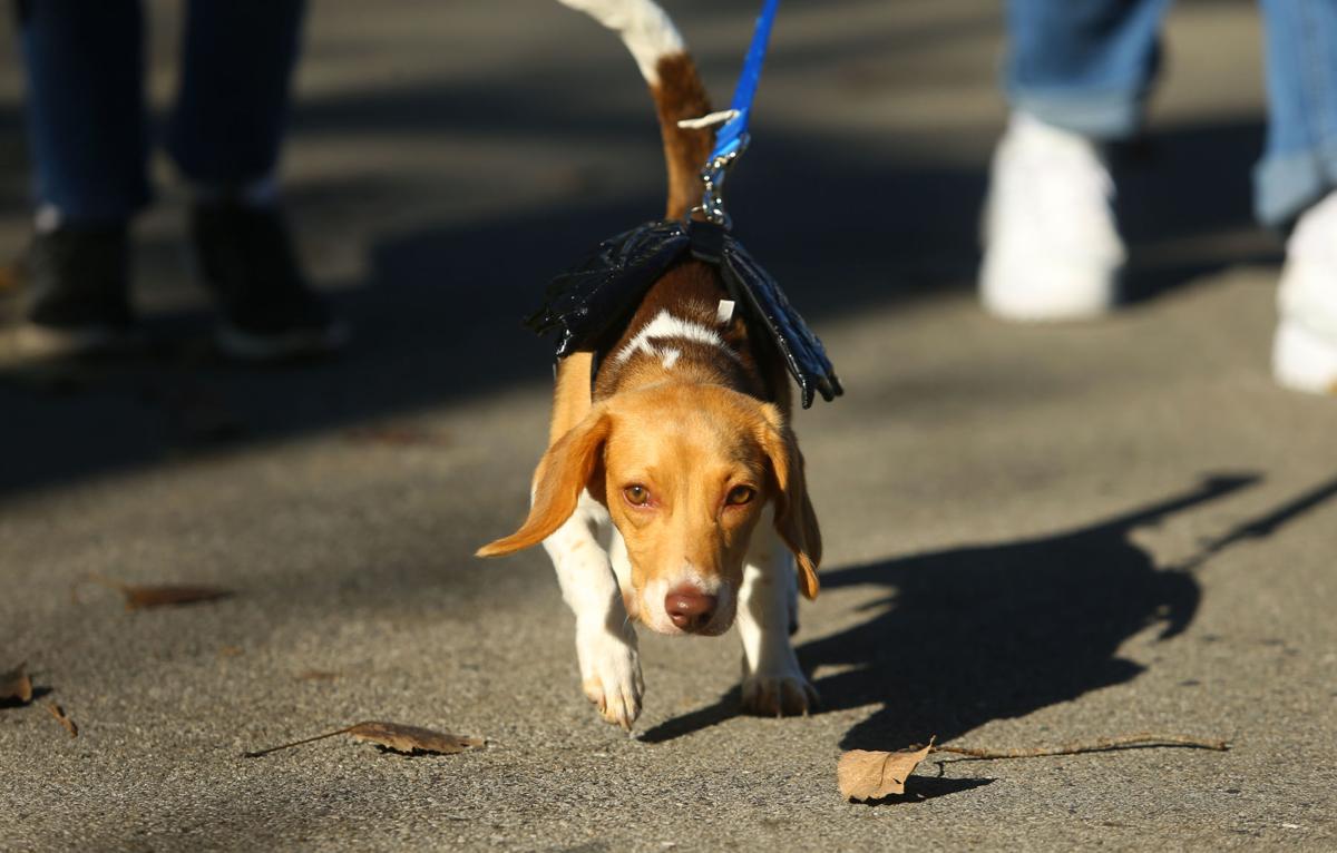 Barktoberfest 13.JPG