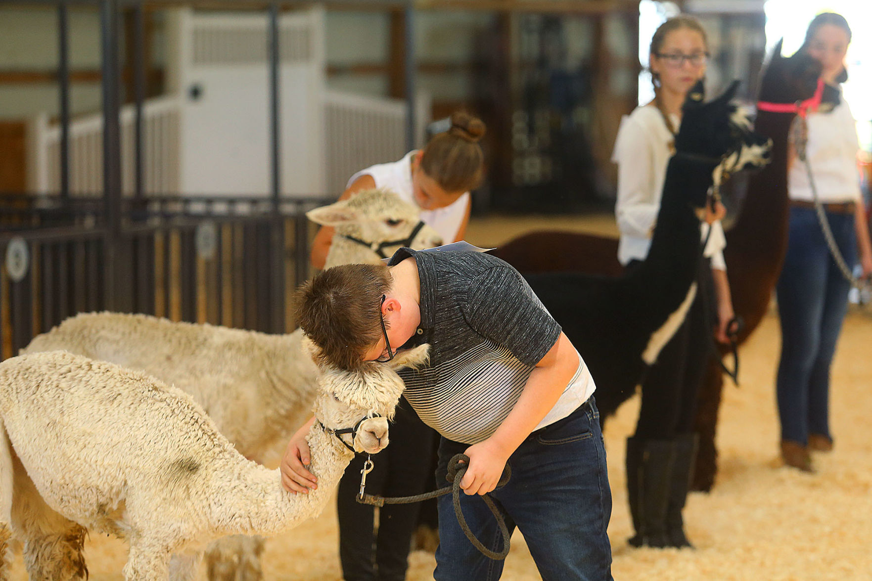 4 Hers show their skittish alpacas Local news kokomotribune