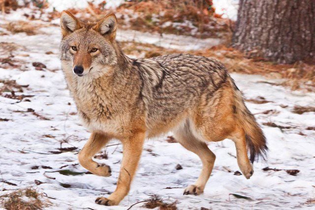 Coyote sightings reported in Kokomo parks, cemeteries | Local news |  kokomotribune.com