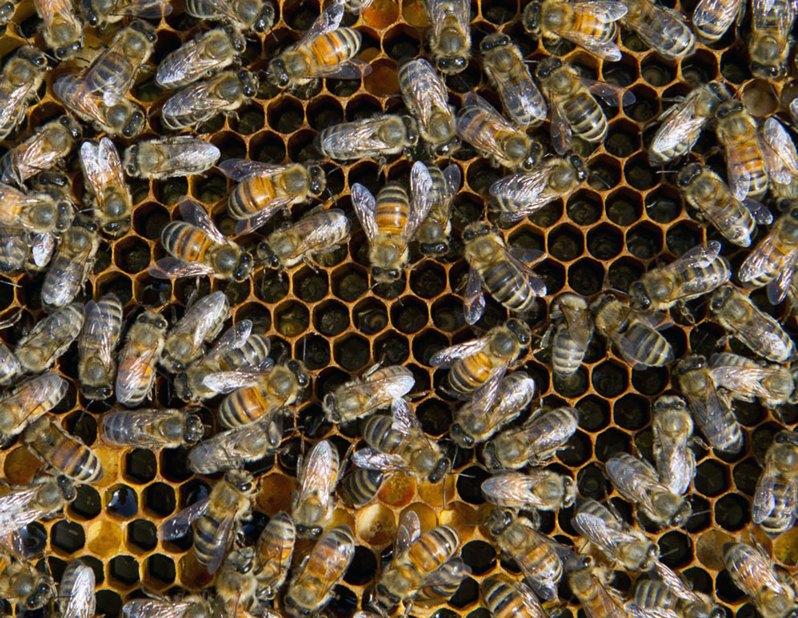 bee hive state