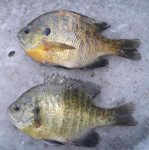 MARTINO: Which bluegills are better to keep?, Sports
