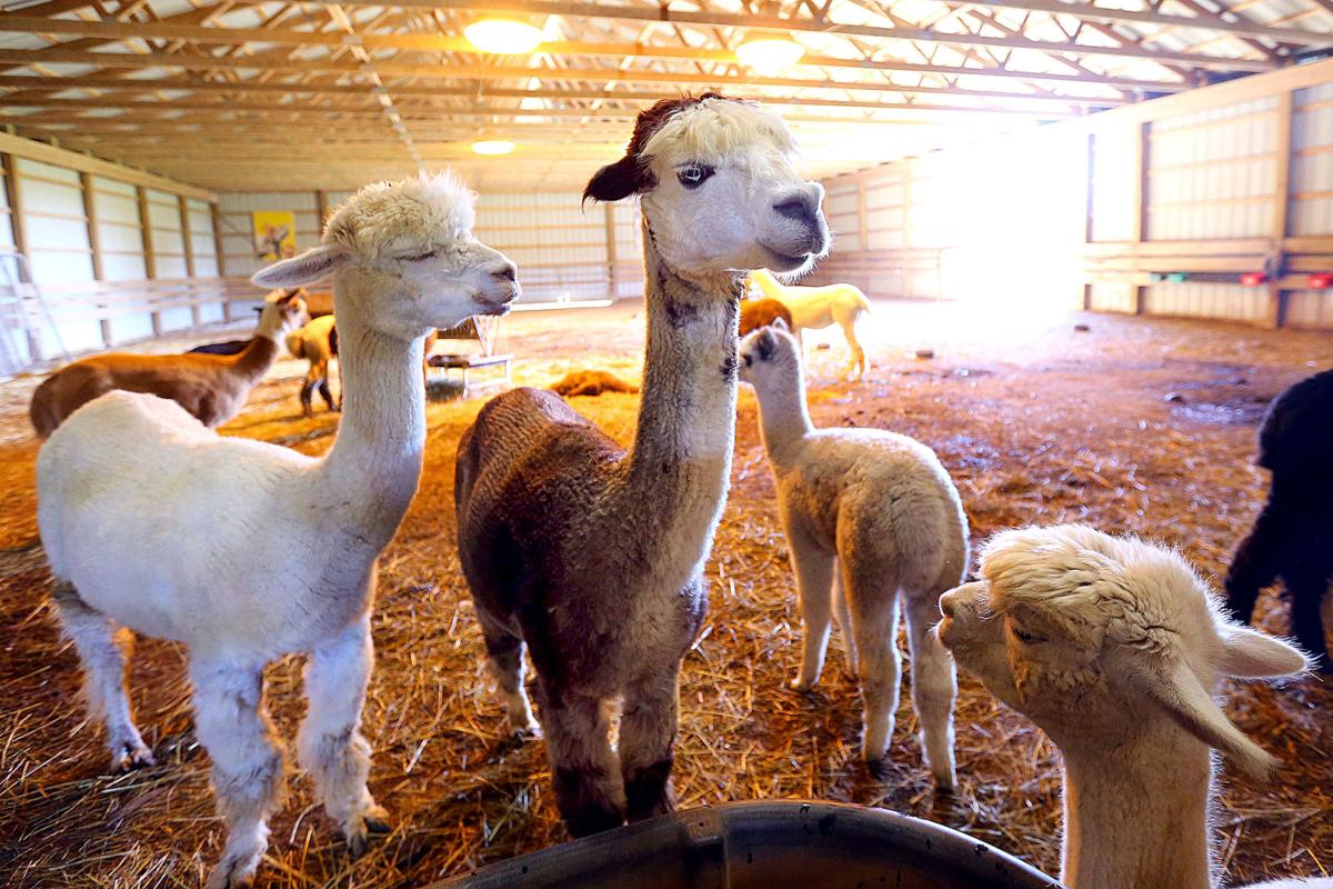 Circus City Alpacas 74 Year Old Peru Woman Finds New Career Raising Alpaca Heard News Kokomotribune Com