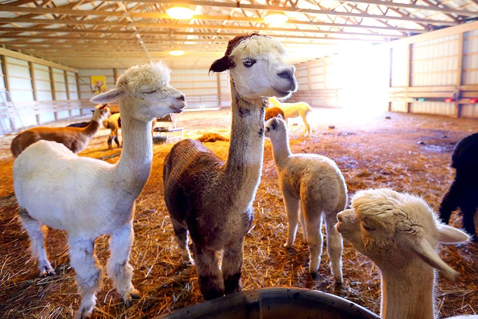 Circus City Alpacas 74 Year Old Peru Woman Finds New Career Raising Alpaca Heard News Kokomotribune Com