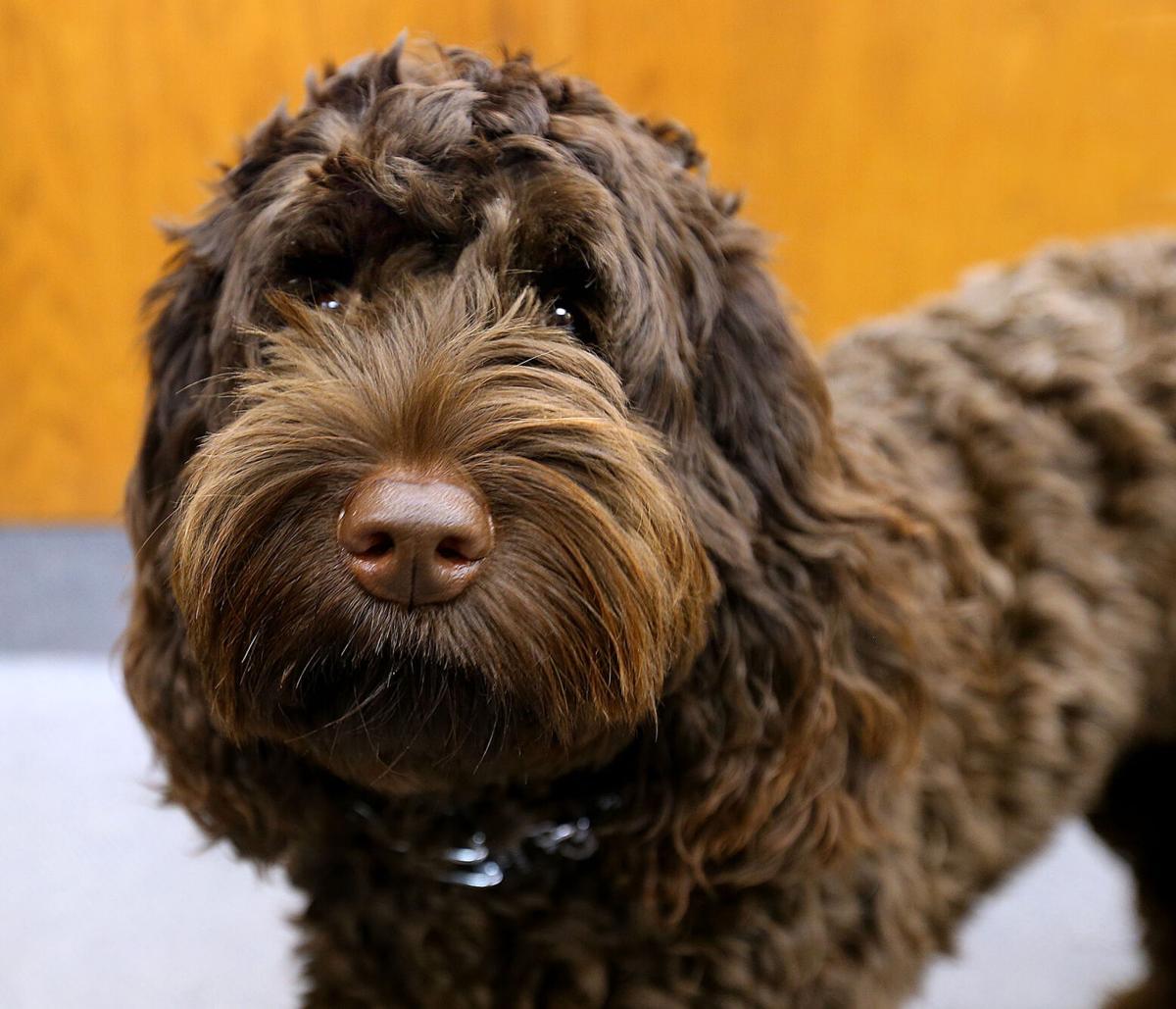 Good Dog Labradoodle Helps Vets Going Through Court Program Local News Kokomotribune Com Good Dog Labradoodle Helps Vets Going Through Court Program Local News Kokomotribune Com
