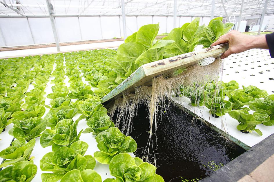 Green River Greenhouse Thriving After Overhaul News
