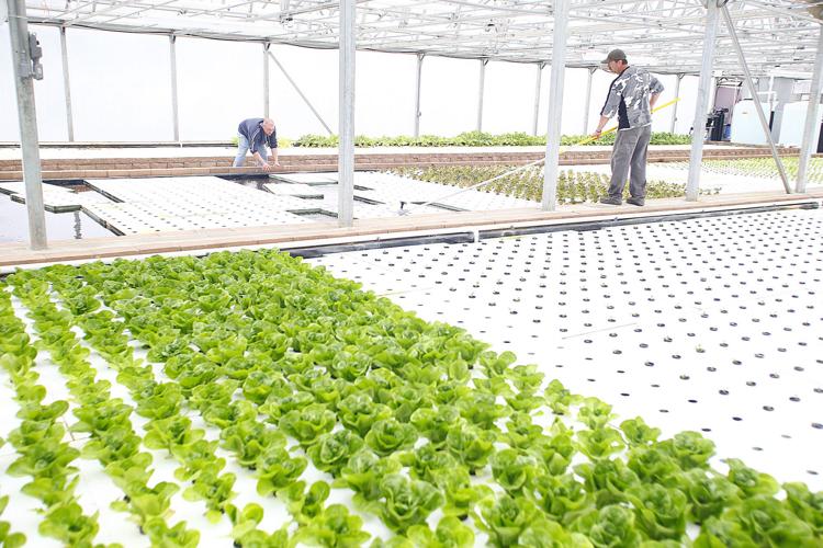 Green River Greenhouse thriving after overhaul News