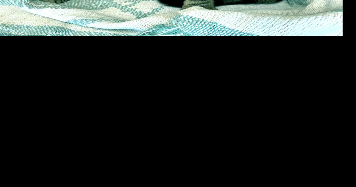 Pet of the week, July 2, 2022